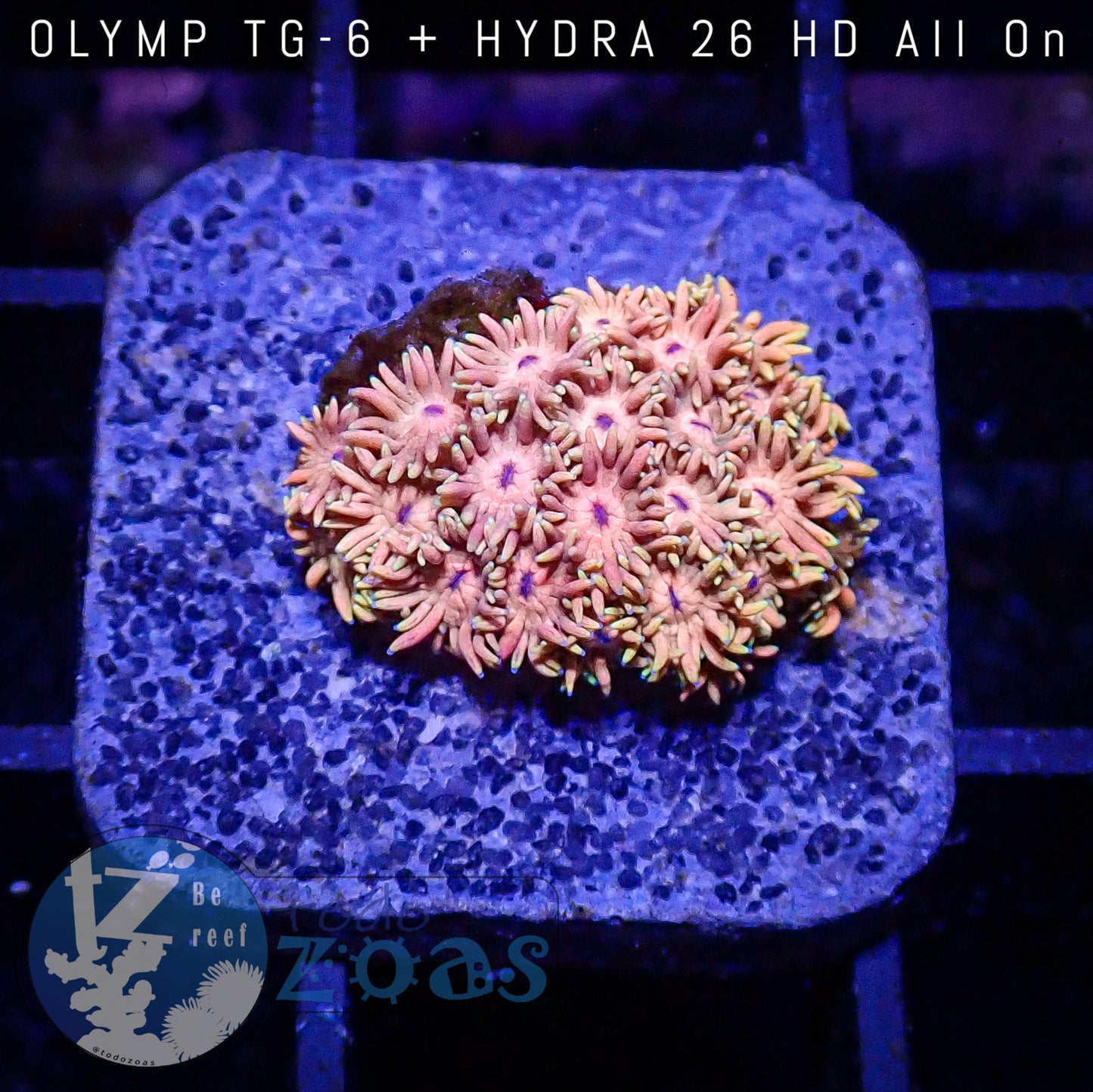 Goniopora Tangerine