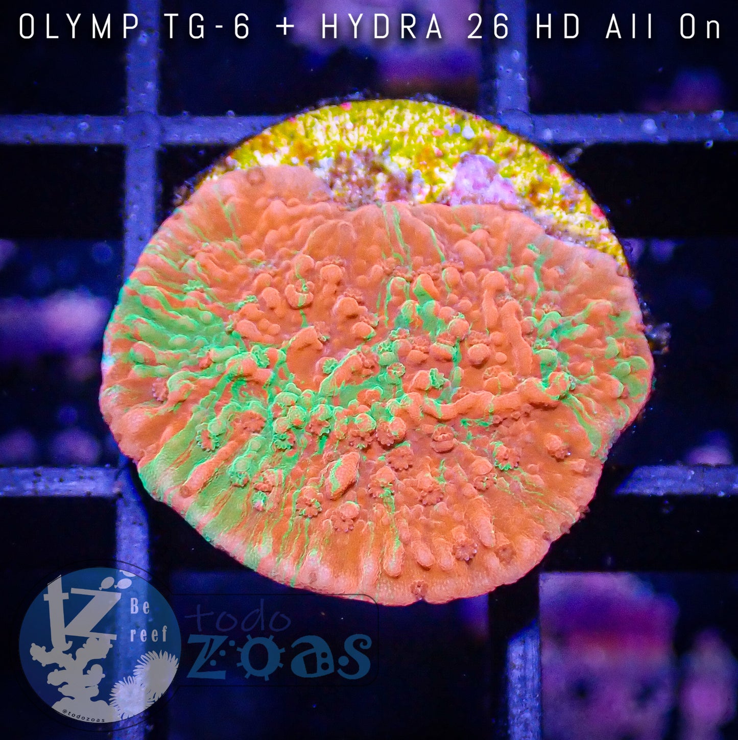 Montipora Grafted