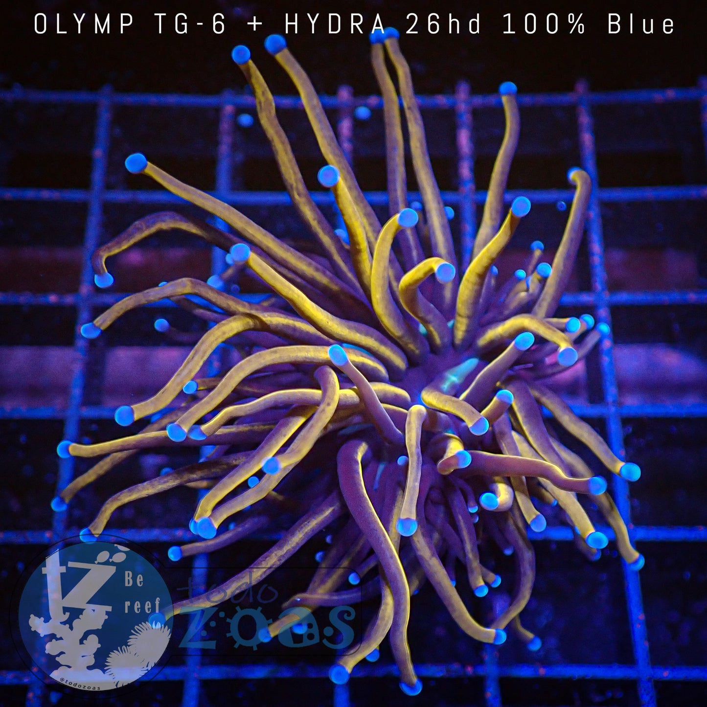 Euphyllia Indo Golden Torch