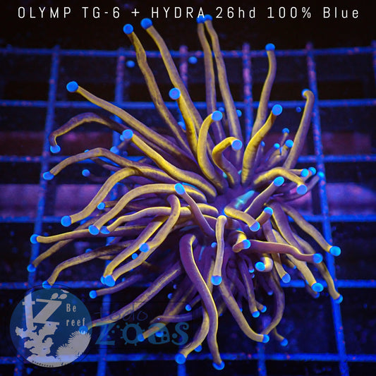 Euphyllia Indo Golden Torch