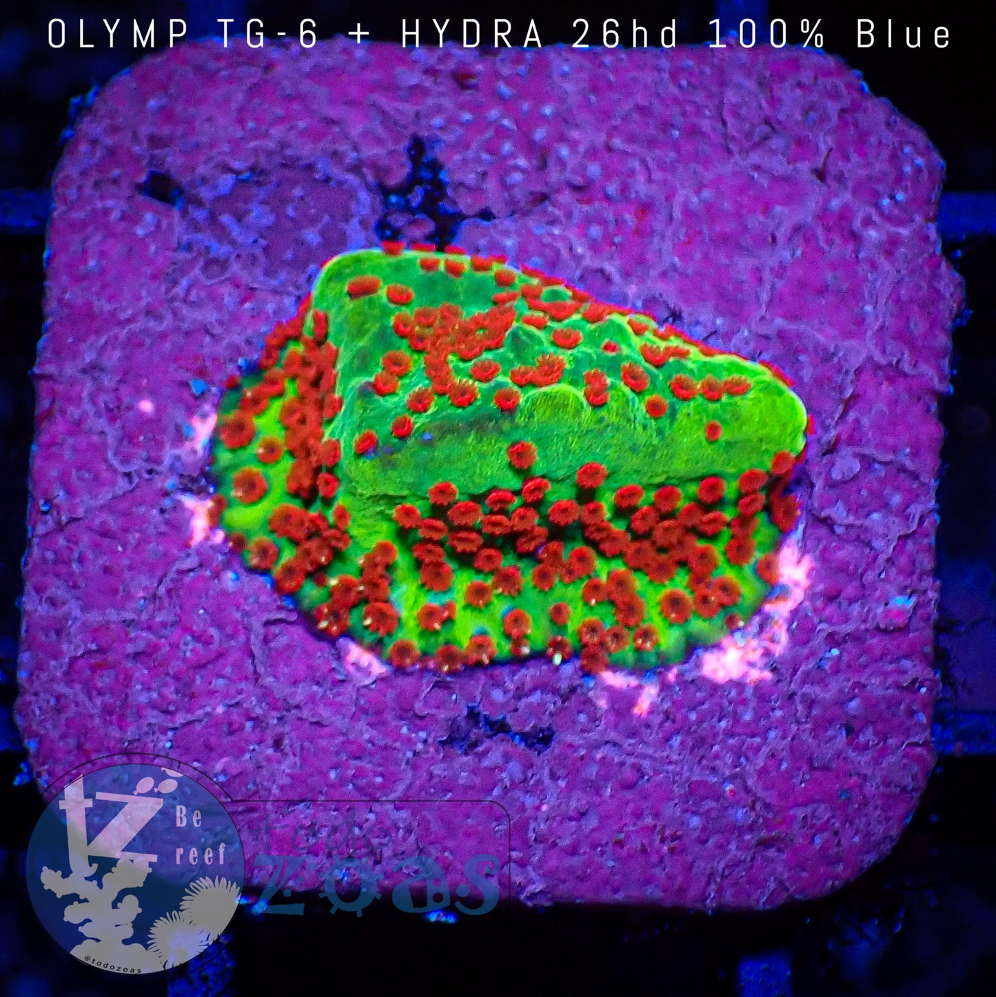 Montipora Danae Chili Pepper
