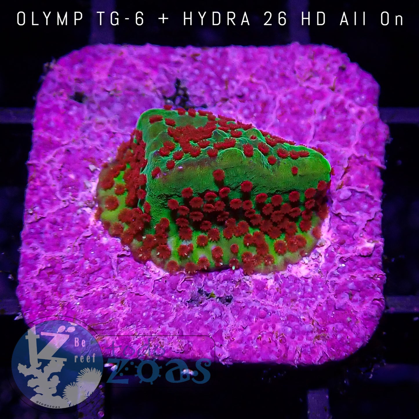 Montipora Danae Chili Pepper