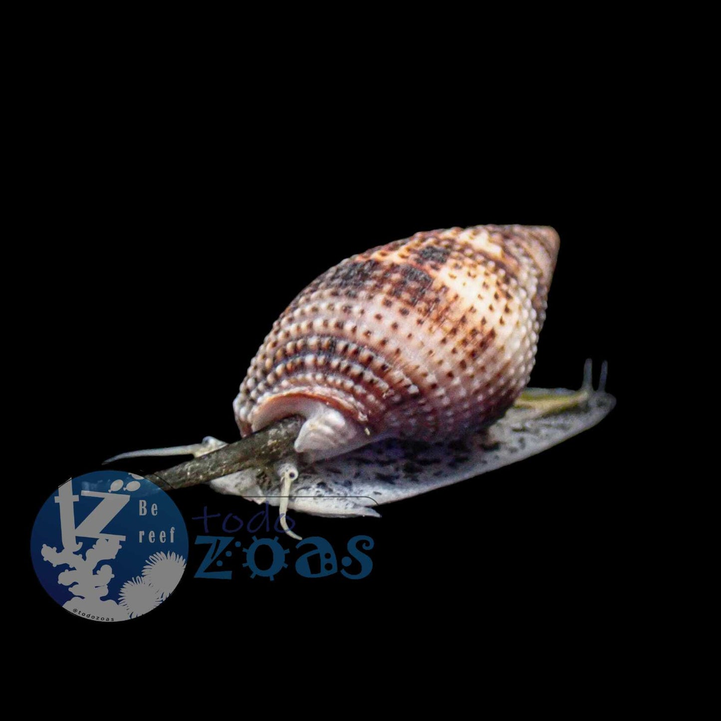Nassarius SP