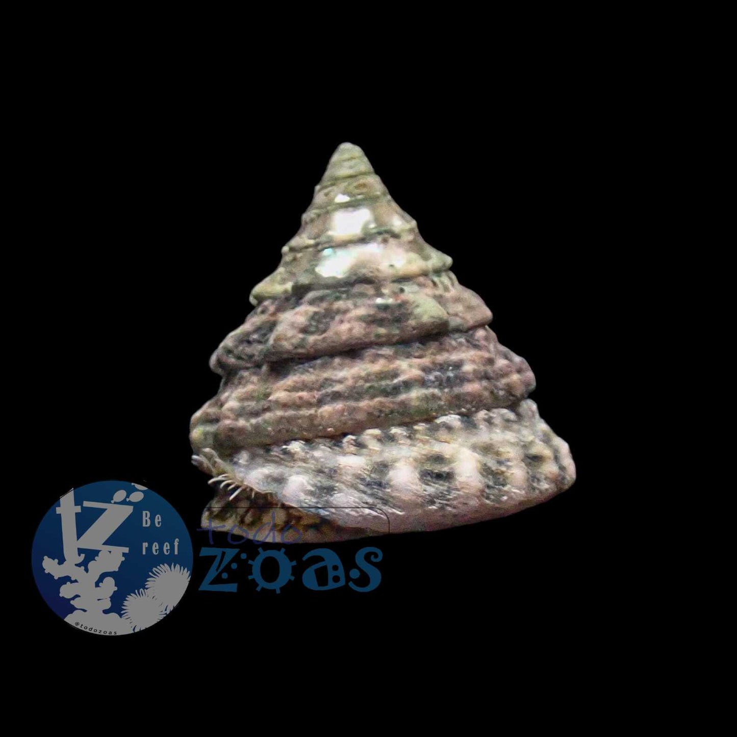 Tectus Fenestratus