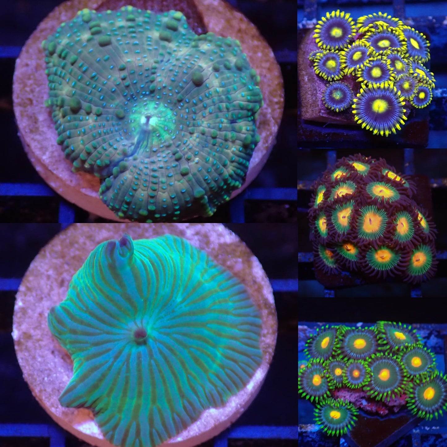Frag Pack 3