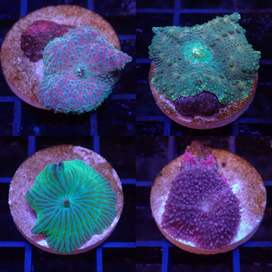 Frag Pack 5