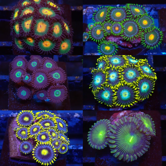 Frag Pack 4