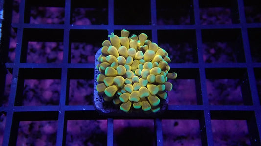 Euphyllia Tiger Torch