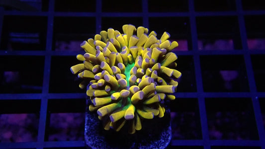 Euphyllia Holy Grail Torch