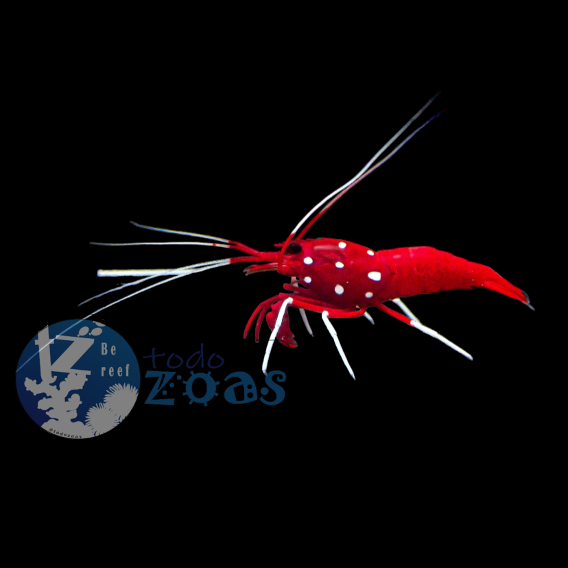 Lysmata Debelius