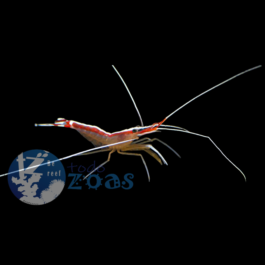 Lysmata Amboinensis