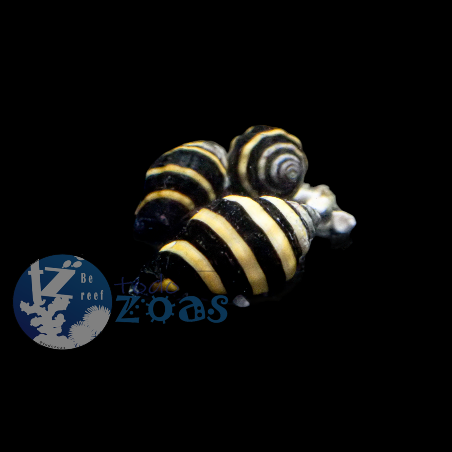 Engina Mendicaria