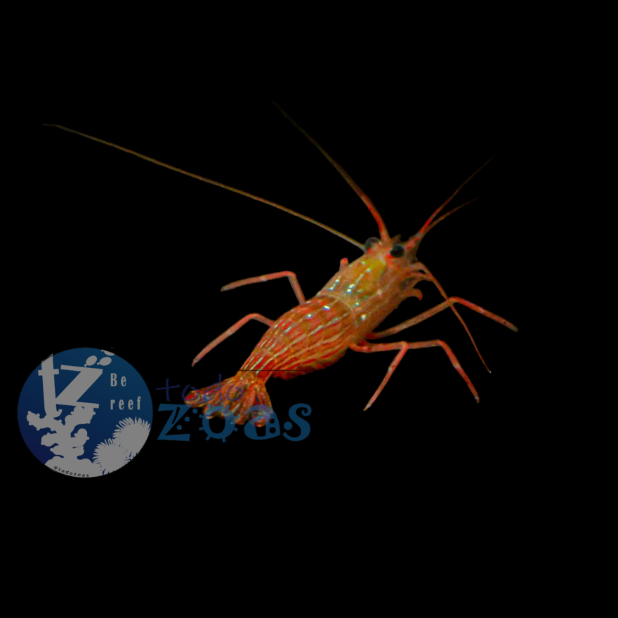 Lysmata Kuekenthali