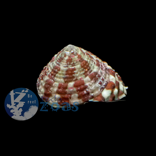 Trochus Histrio