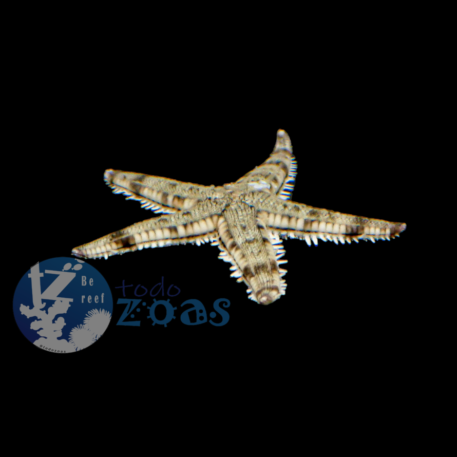 Astropecten