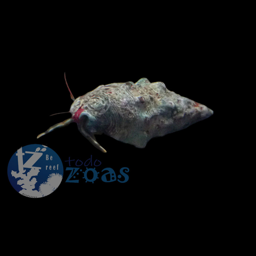 Clibanarius Tricolor