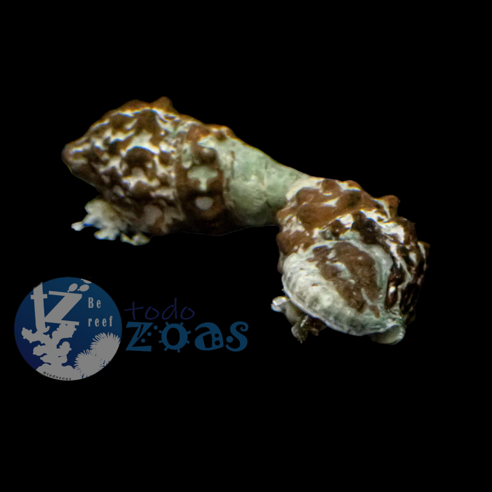 Cerithium Echinatum