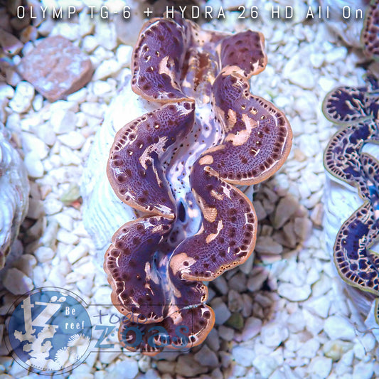 Tridacna Máxima Gold 4-6cm