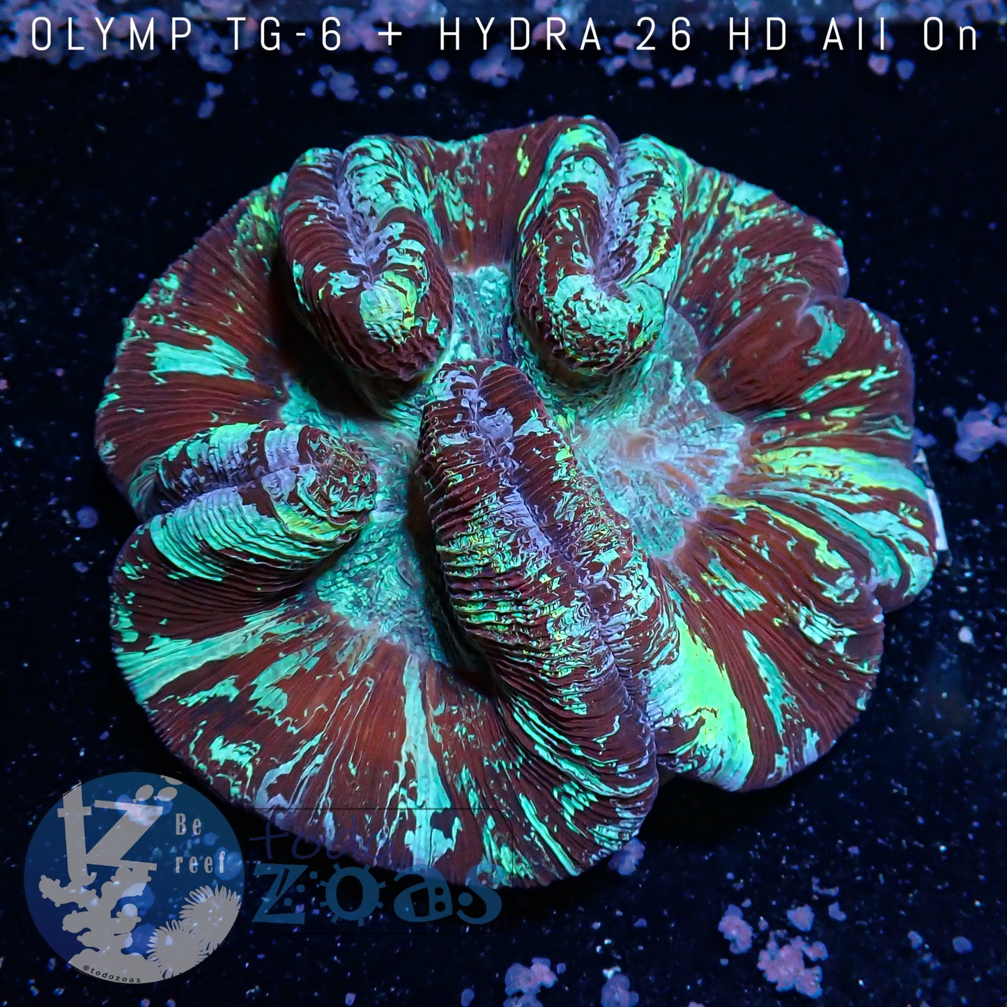 Trachyphyllia Australia Ultra
