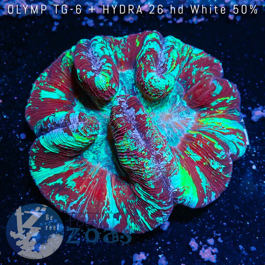 Trachyphyllia Australia Ultra