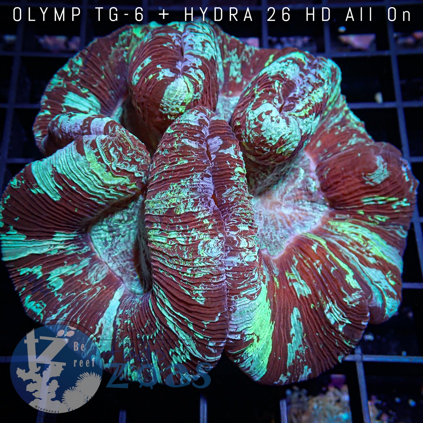 Trachyphyllia Australia Ultra