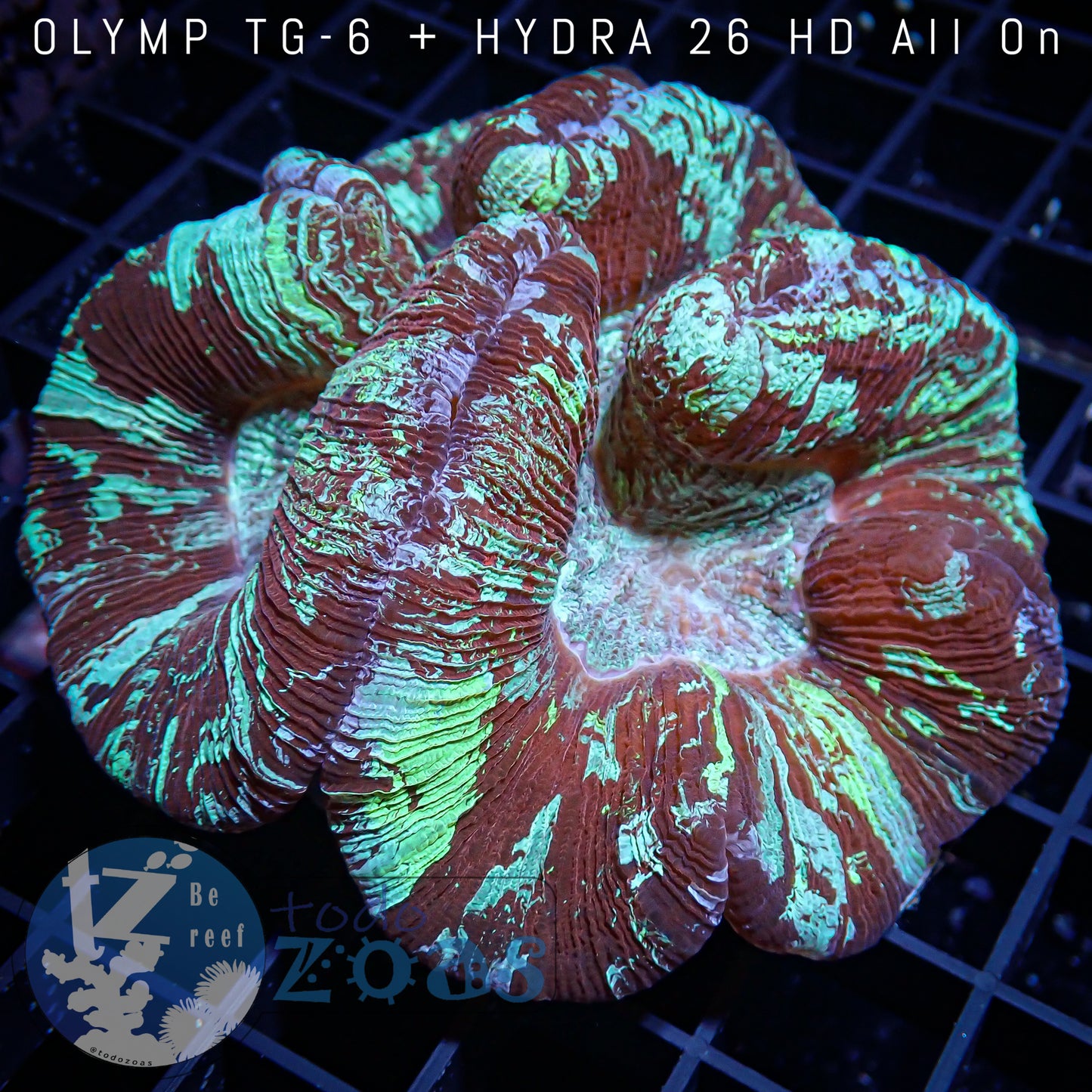 Trachyphyllia Australia Ultra