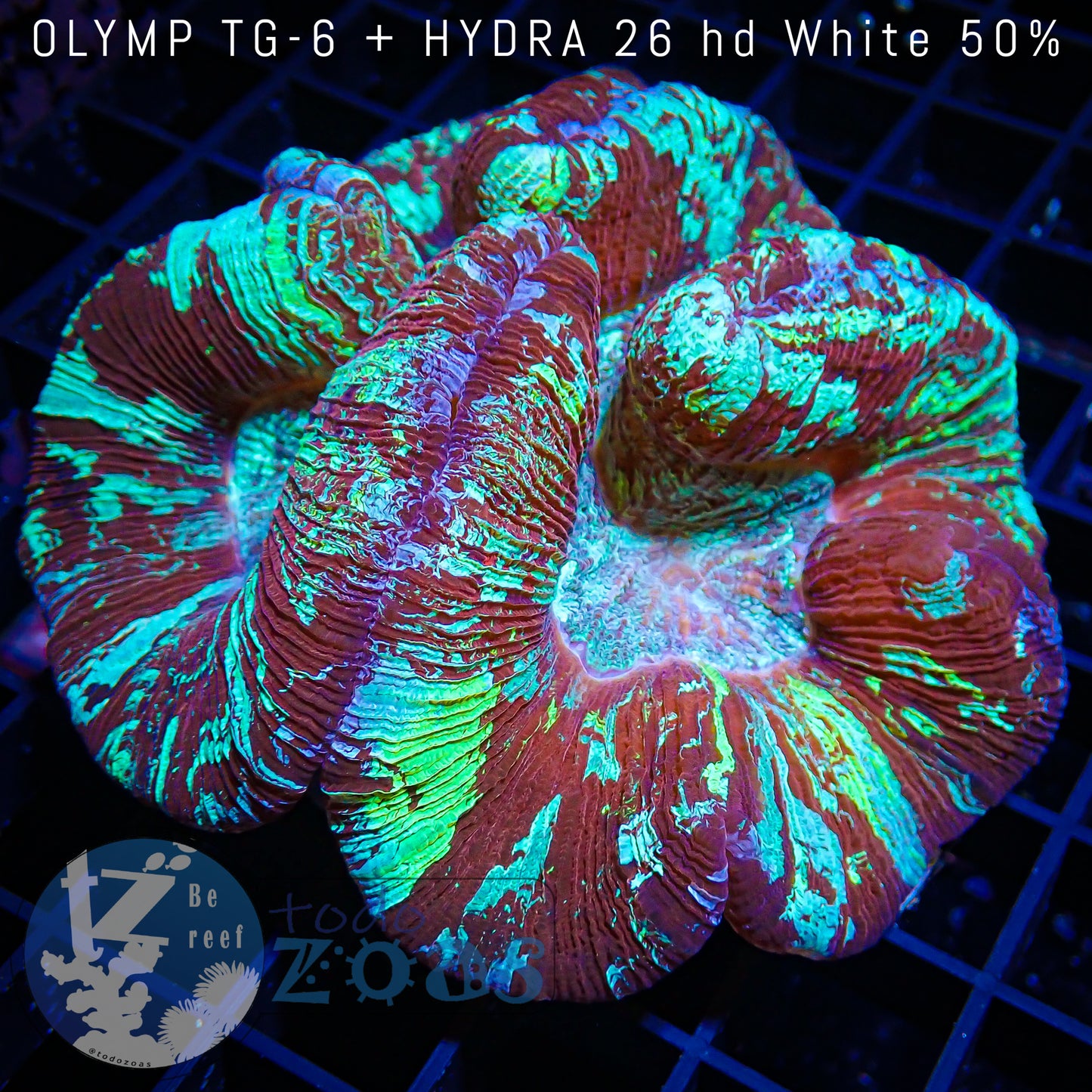 Trachyphyllia Australia Ultra