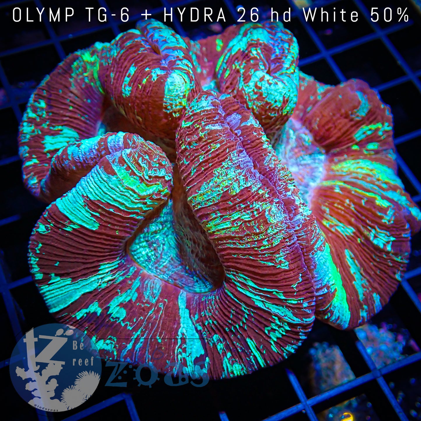 Trachyphyllia Australia Ultra
