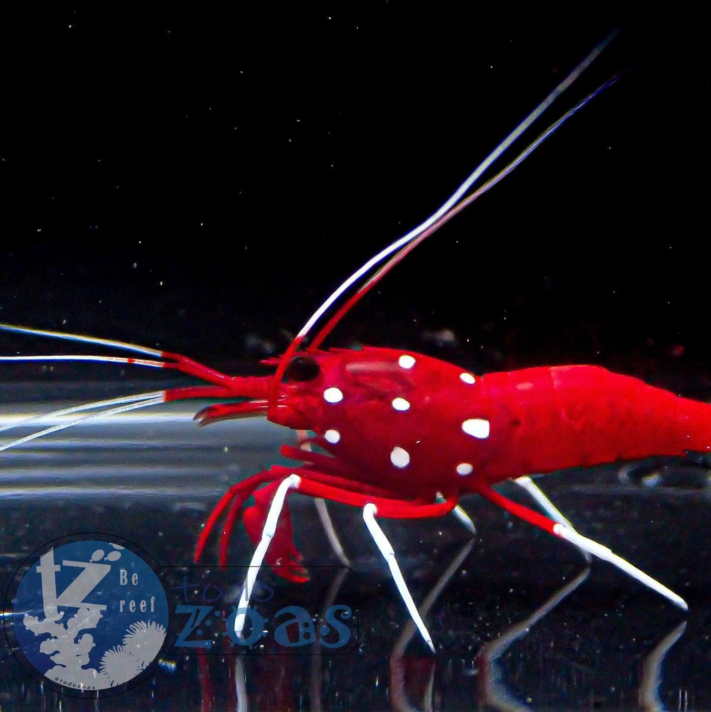 Lysmata Debelius