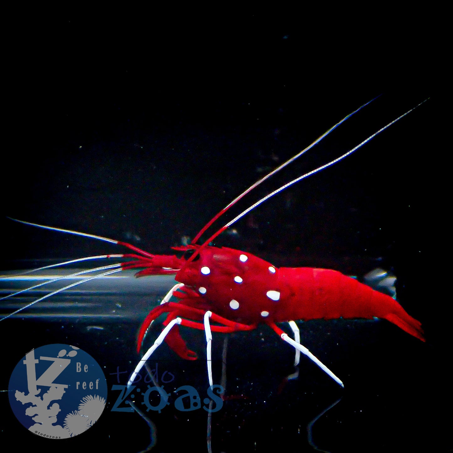 Lysmata Debelius