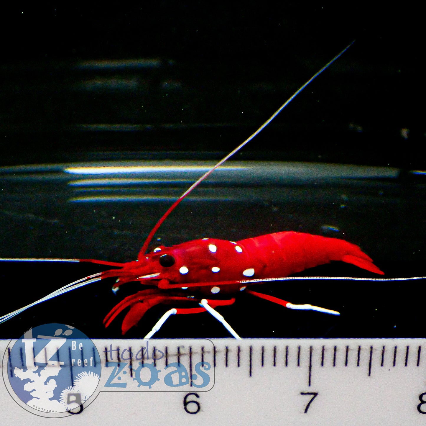 Lysmata Debelius