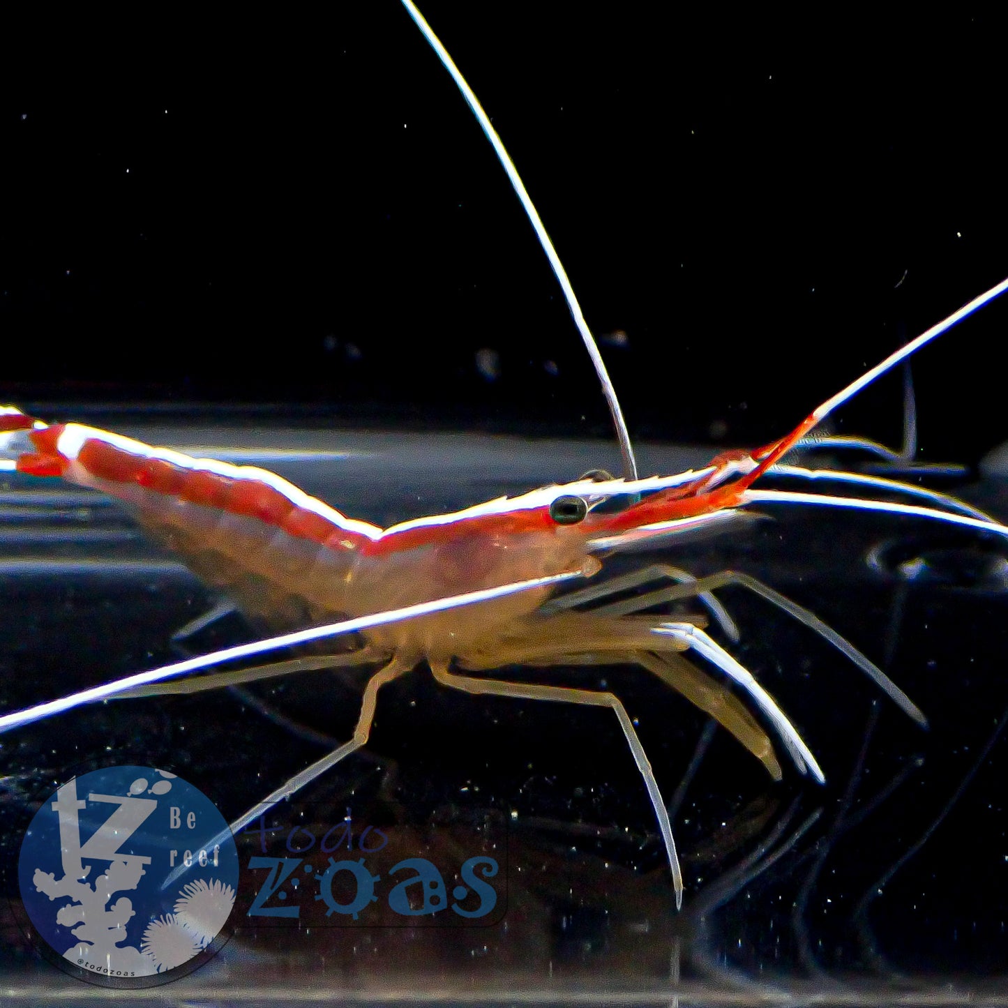Lysmata Amboinensis