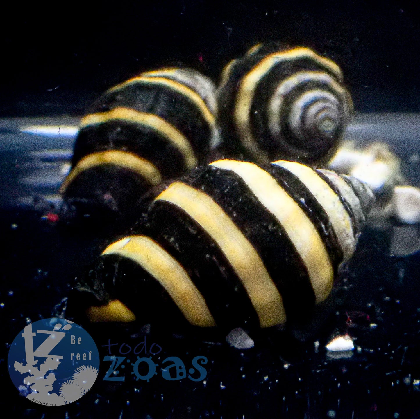 Engina Mendicaria