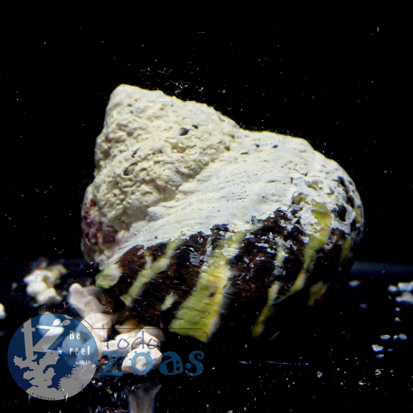 Cittarium Pica Super Turbo Mexicano (Auténtico)