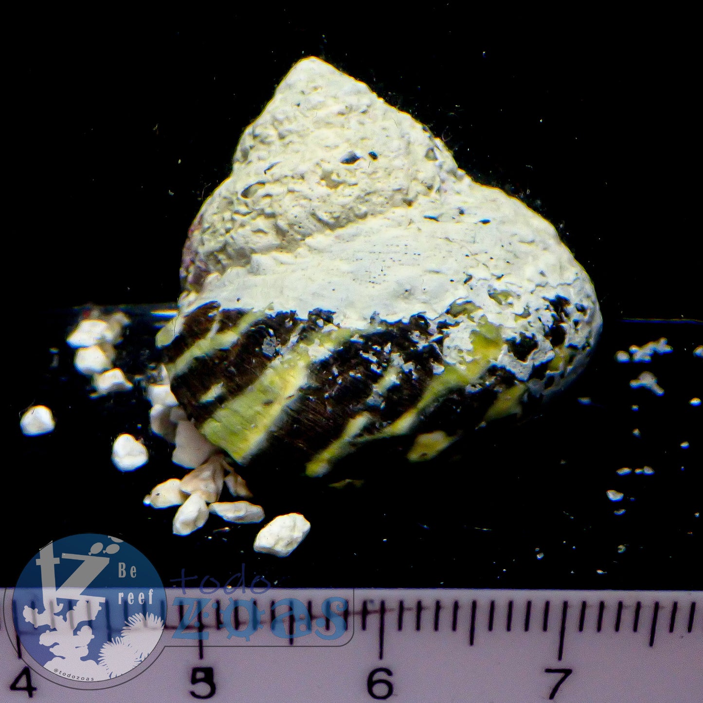 Cittarium Pica Super Turbo Mexicano (Auténtico)