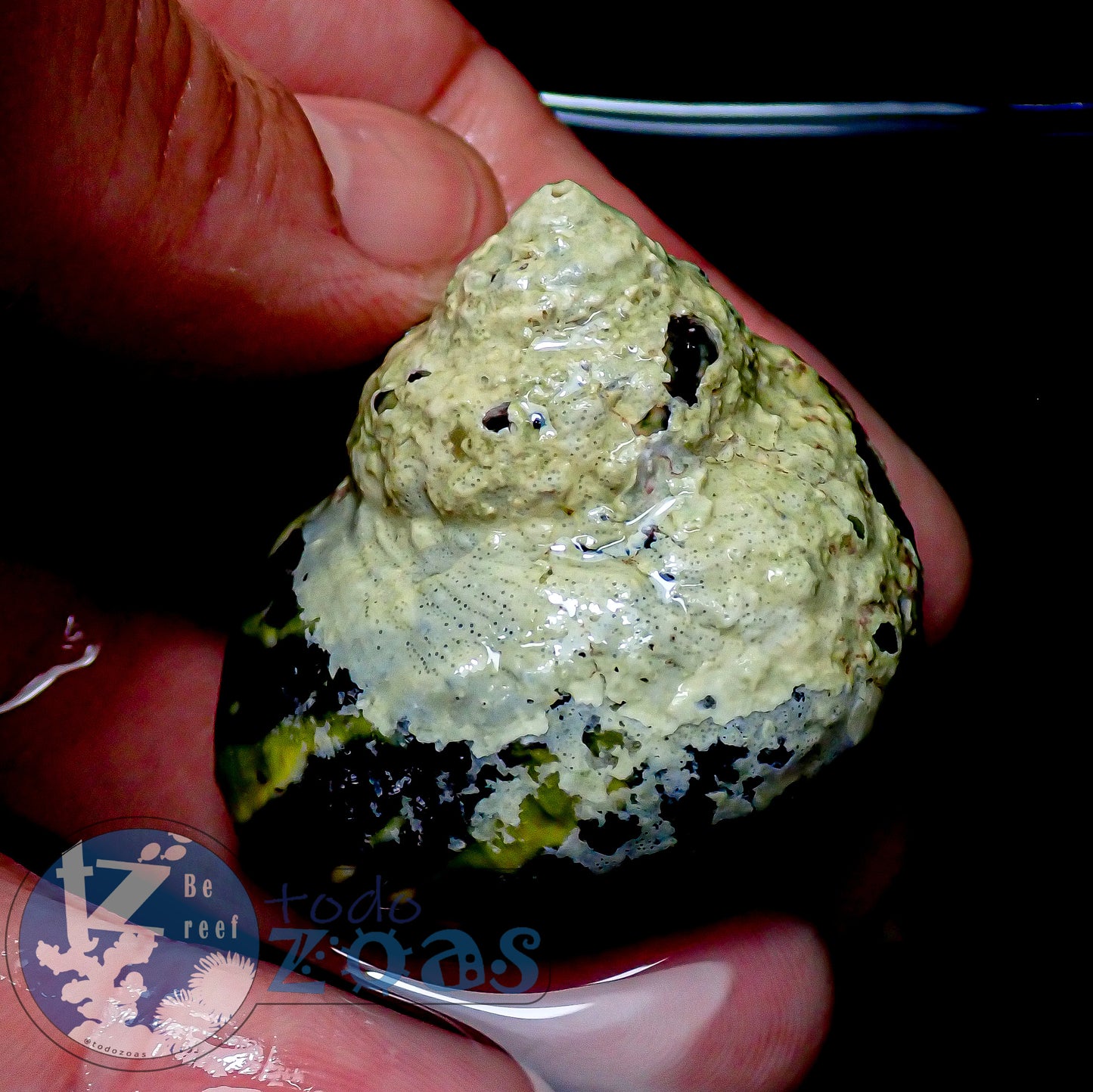 Cittarium Pica Super Turbo Mexicano (Auténtico)
