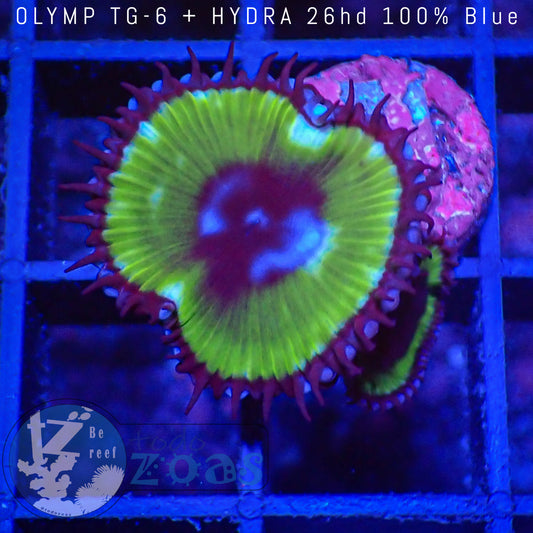 Palythoa Grandis