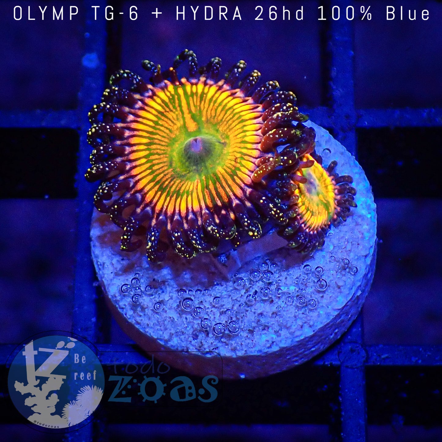 Zoanthus Sunny