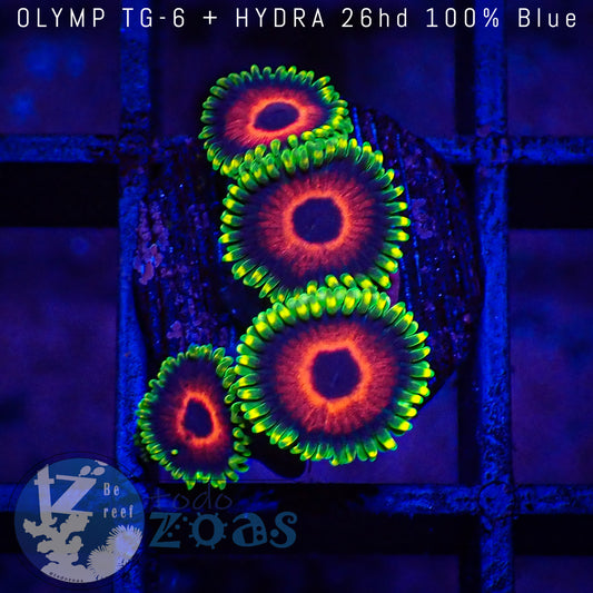 Zoanthus Red Ring