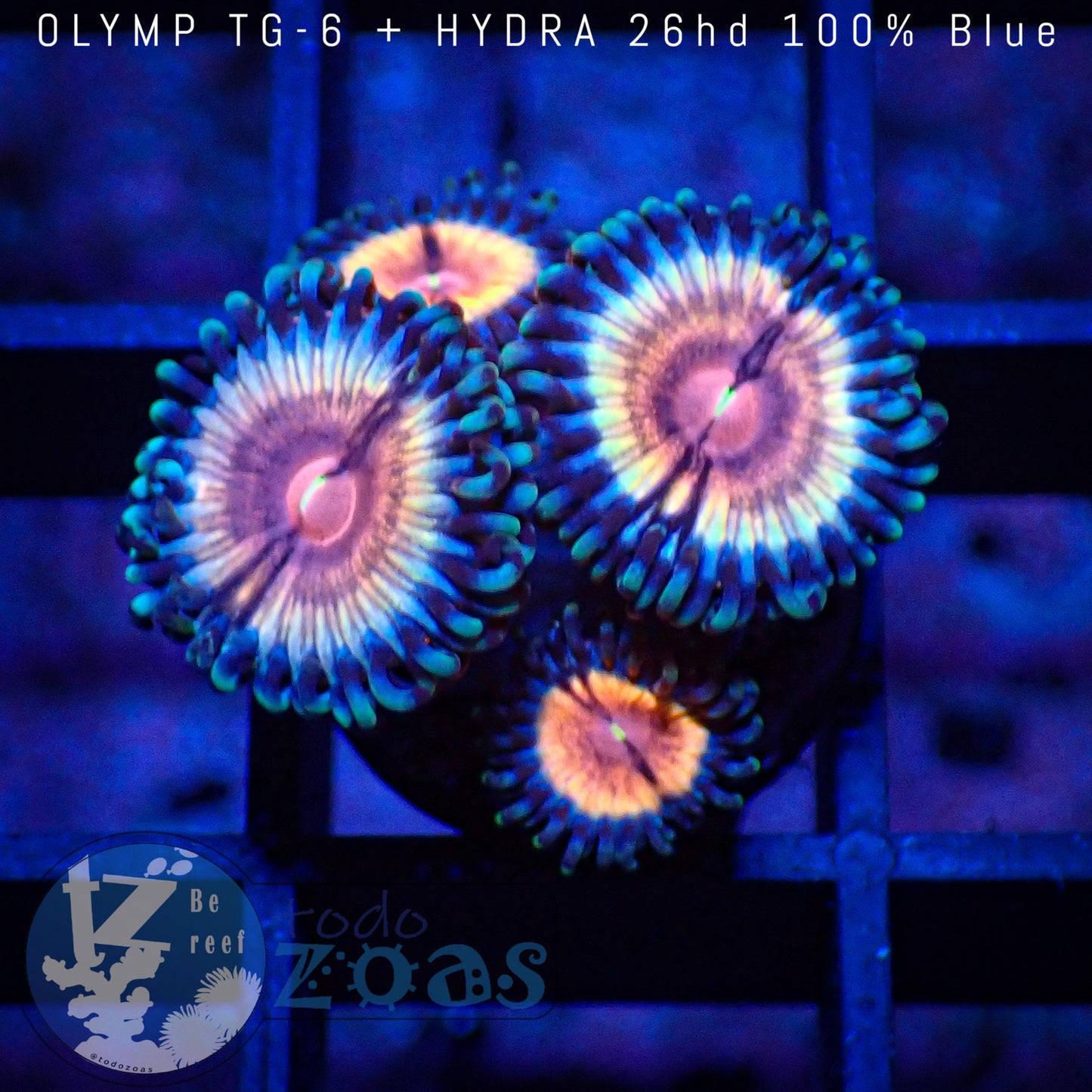 Zoanthus Vampire Bloodshoot