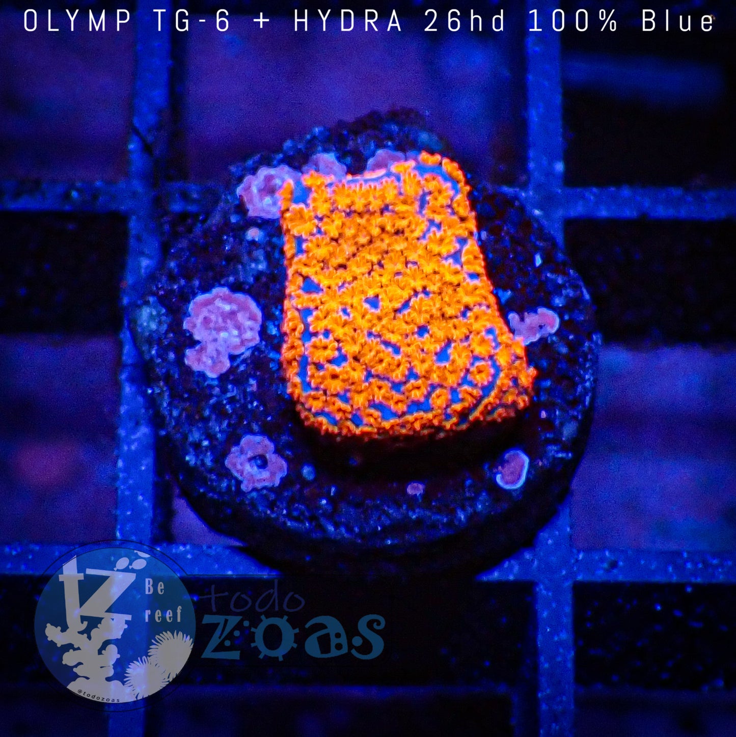Montipora Danae Superman