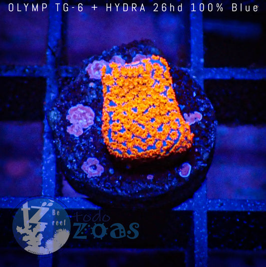 Montipora Danae Superman