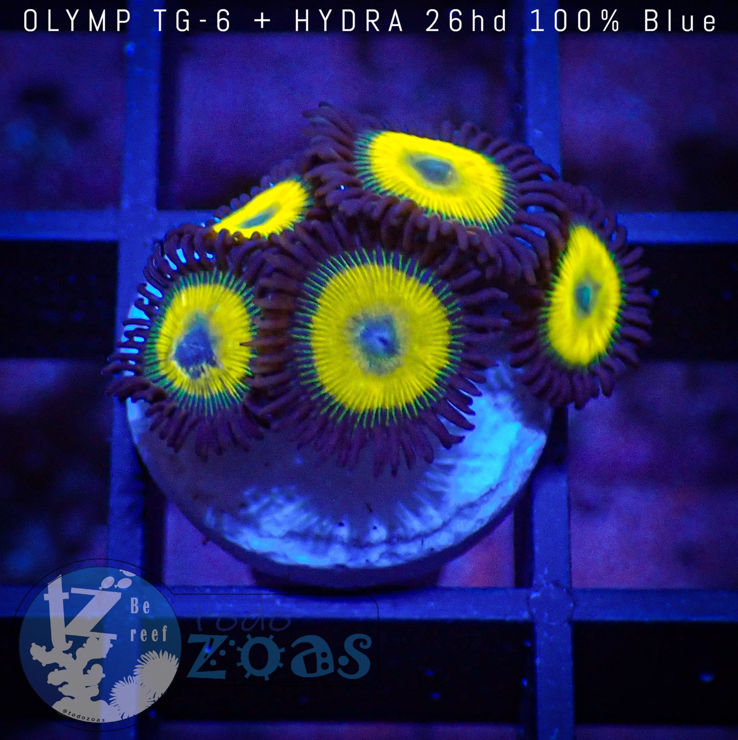 Zoanthus Laser Lemon
