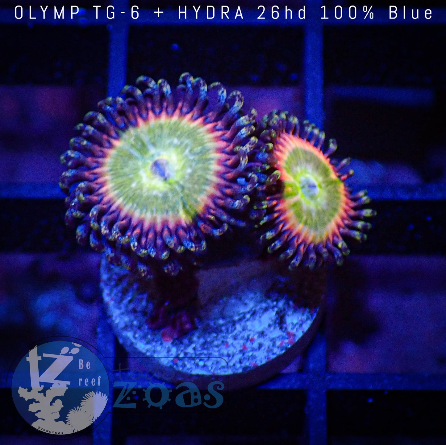 Zoanthus Rainbow Woodstock